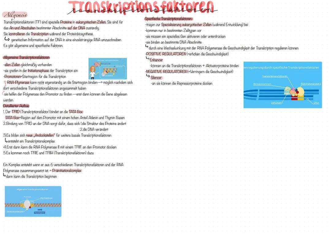 Transkriptionsfaktoren