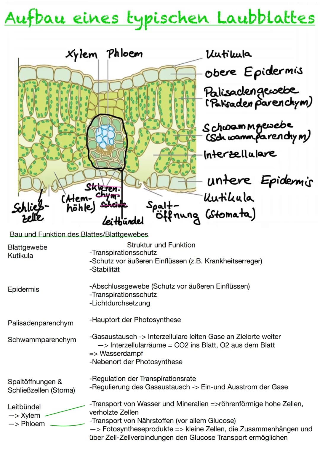 Abiotische und biotische Faktoren
abiotische Faktoren: Faktoren, die von
der unbelebten Umwelt ausgehen und die
Lebewesen in ihrer Umwelt be