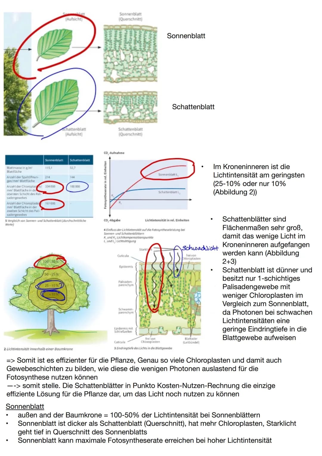 Abiotische und biotische Faktoren
abiotische Faktoren: Faktoren, die von
der unbelebten Umwelt ausgehen und die
Lebewesen in ihrer Umwelt be