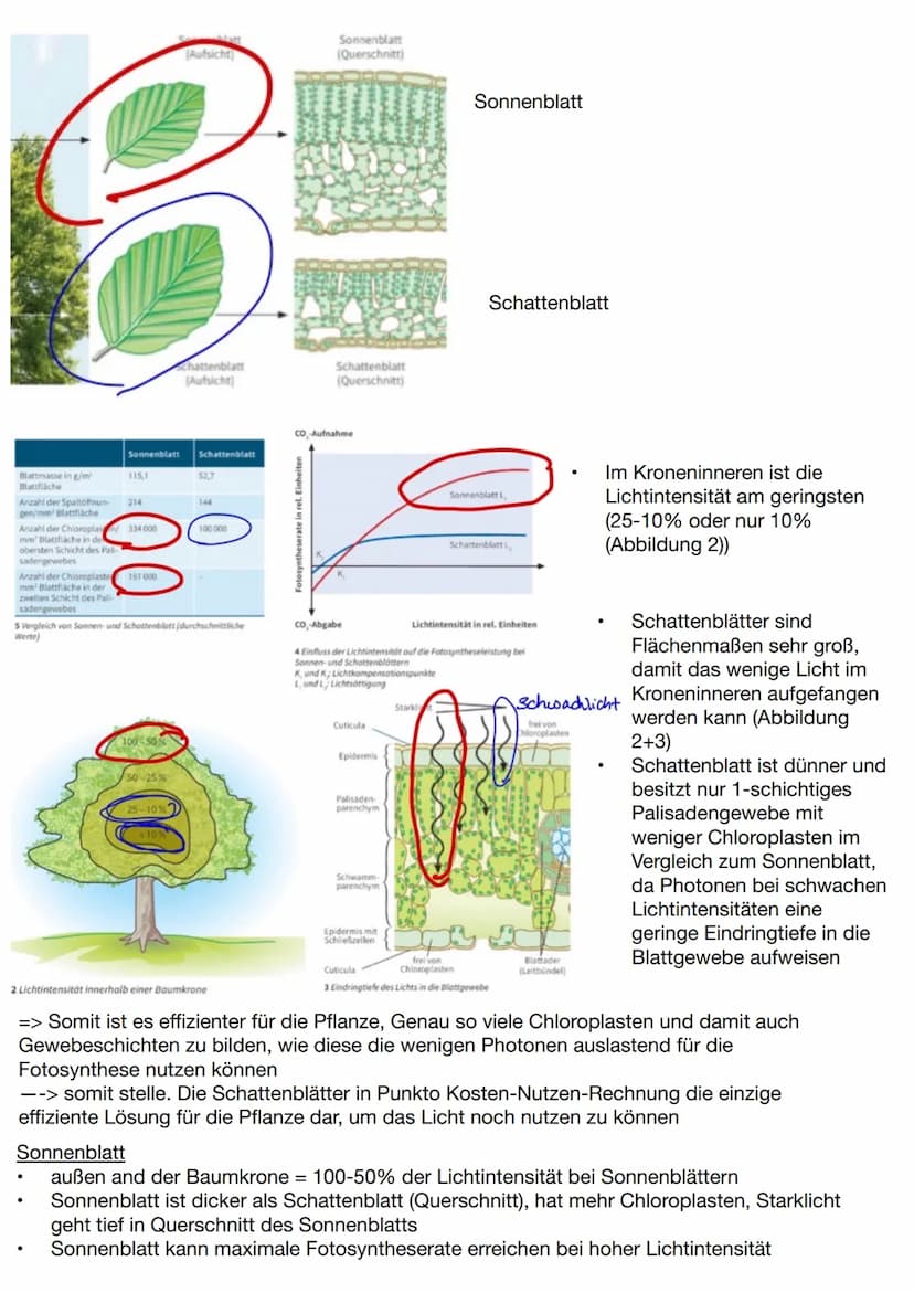 Abiotische und biotische Faktoren
abiotische Faktoren: Faktoren, die von
der unbelebten Umwelt ausgehen und die
Lebewesen in ihrer Umwelt be