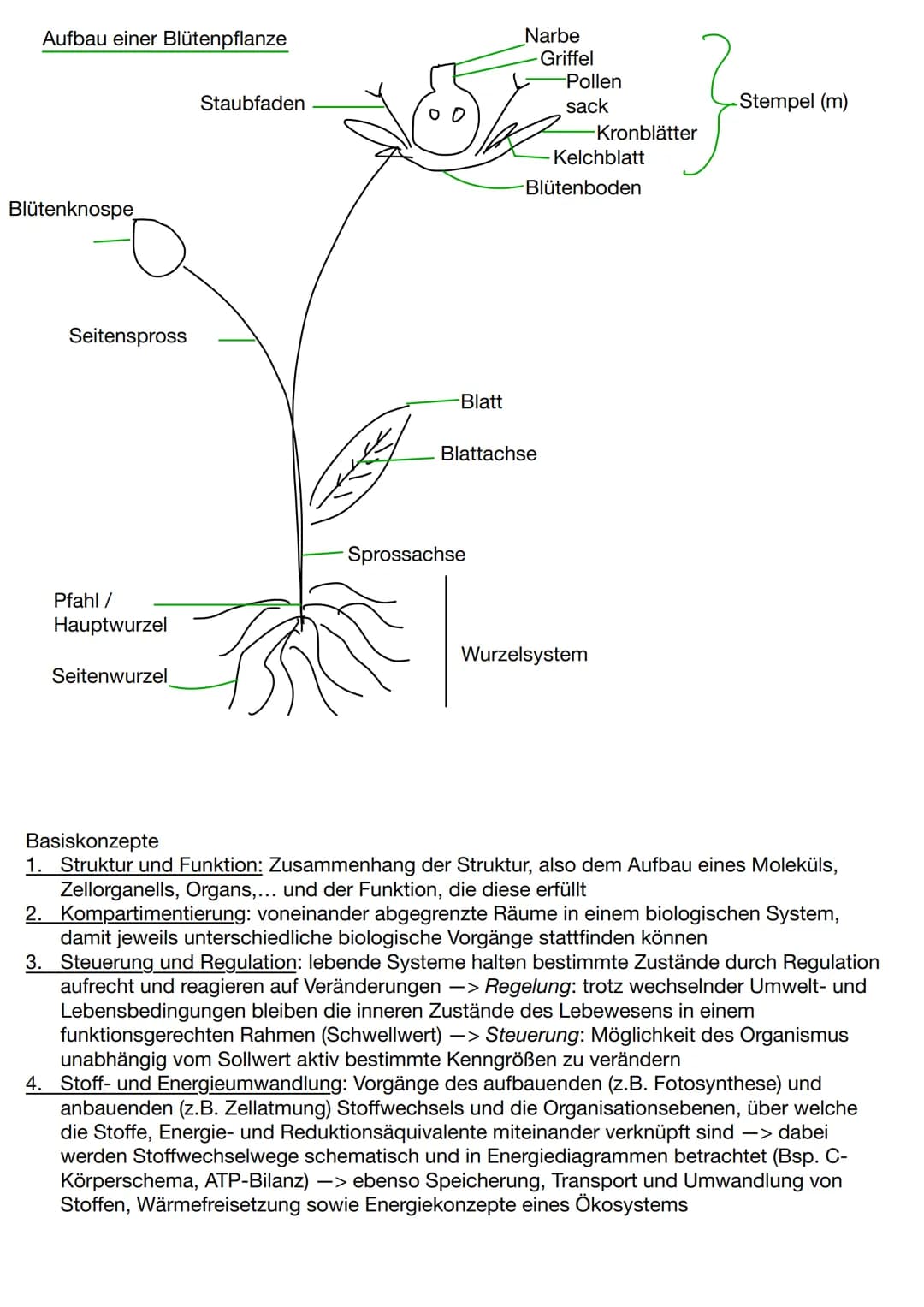 Abiotische und biotische Faktoren
abiotische Faktoren: Faktoren, die von
der unbelebten Umwelt ausgehen und die
Lebewesen in ihrer Umwelt be