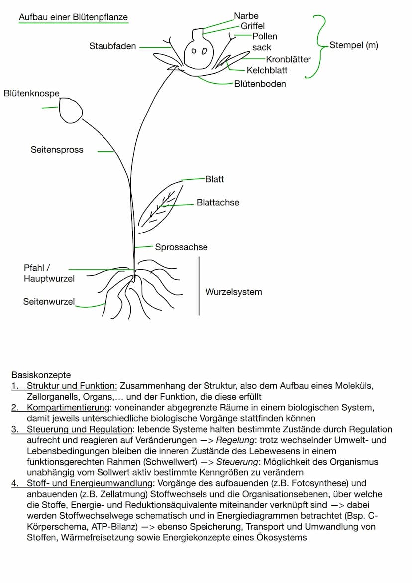 Abiotische und biotische Faktoren
abiotische Faktoren: Faktoren, die von
der unbelebten Umwelt ausgehen und die
Lebewesen in ihrer Umwelt be