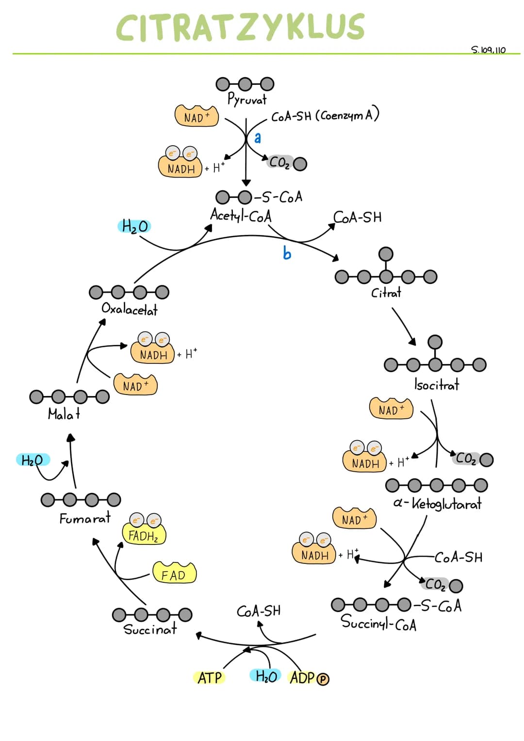 H₂O
Malat
أمن
CITRATZYKLUS
H₂O
Oxalacetat
NAD +
oooo
Fumarat
NADH+H*
FADH₂
NAD +
NADH H*
FAD
Succinat
Pyruvat
ATP
CoA-SH (Coenzym A)
CO₂
-O-