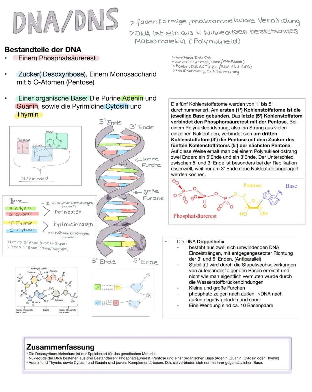 DNA/DNS
Bestandteile der DNA
●
Einem Phosphatsäurerest
Zucker( Desoxyribose), Einem Monosaccharid
mit 5 C-Atomen (Pentose)
Einer organische 