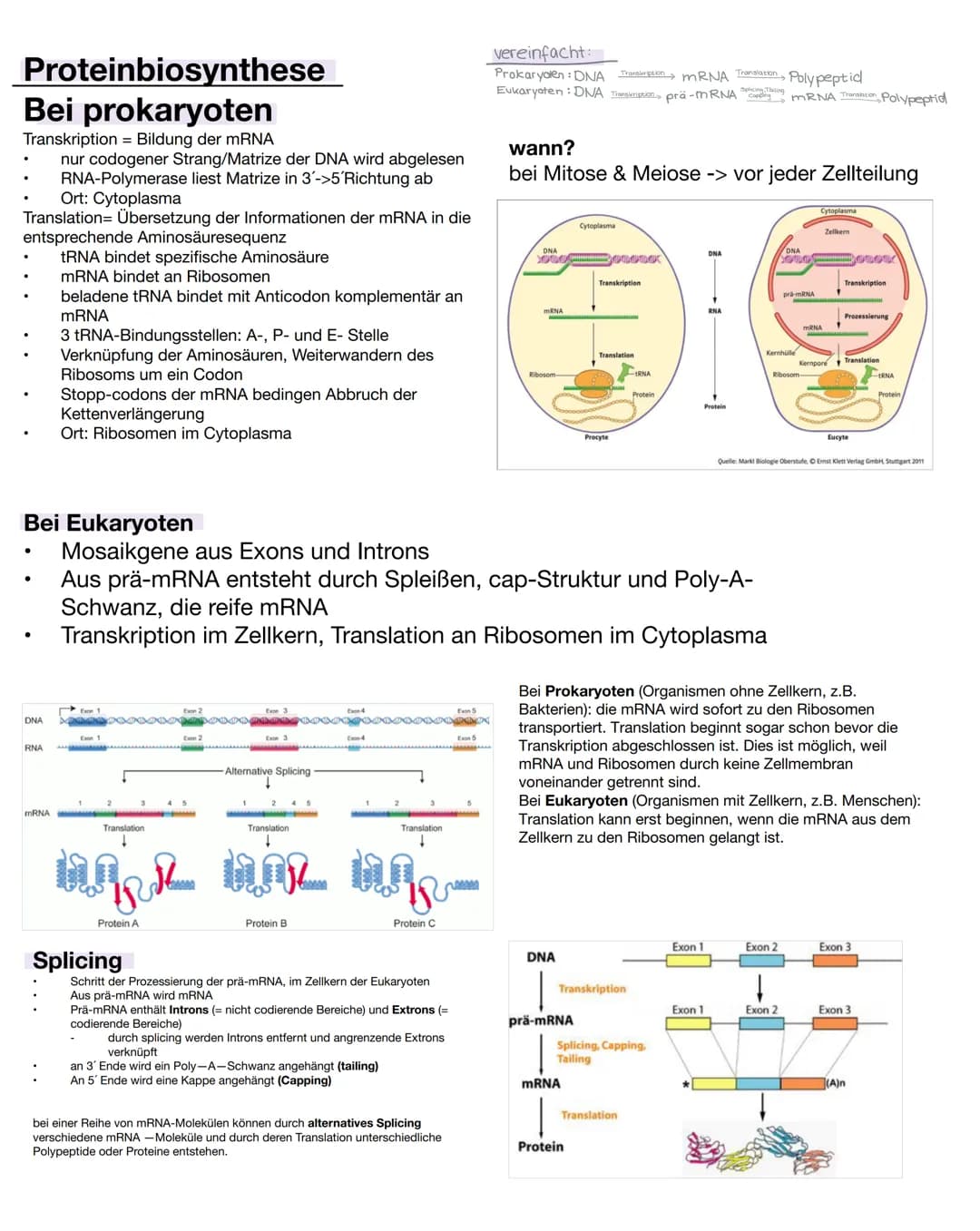 DNA/DNS
Bestandteile der DNA
●
Einem Phosphatsäurerest
Zucker( Desoxyribose), Einem Monosaccharid
mit 5 C-Atomen (Pentose)
Einer organische 