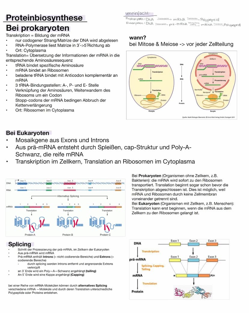 DNA/DNS
Bestandteile der DNA
●
Einem Phosphatsäurerest
Zucker( Desoxyribose), Einem Monosaccharid
mit 5 C-Atomen (Pentose)
Einer organische 