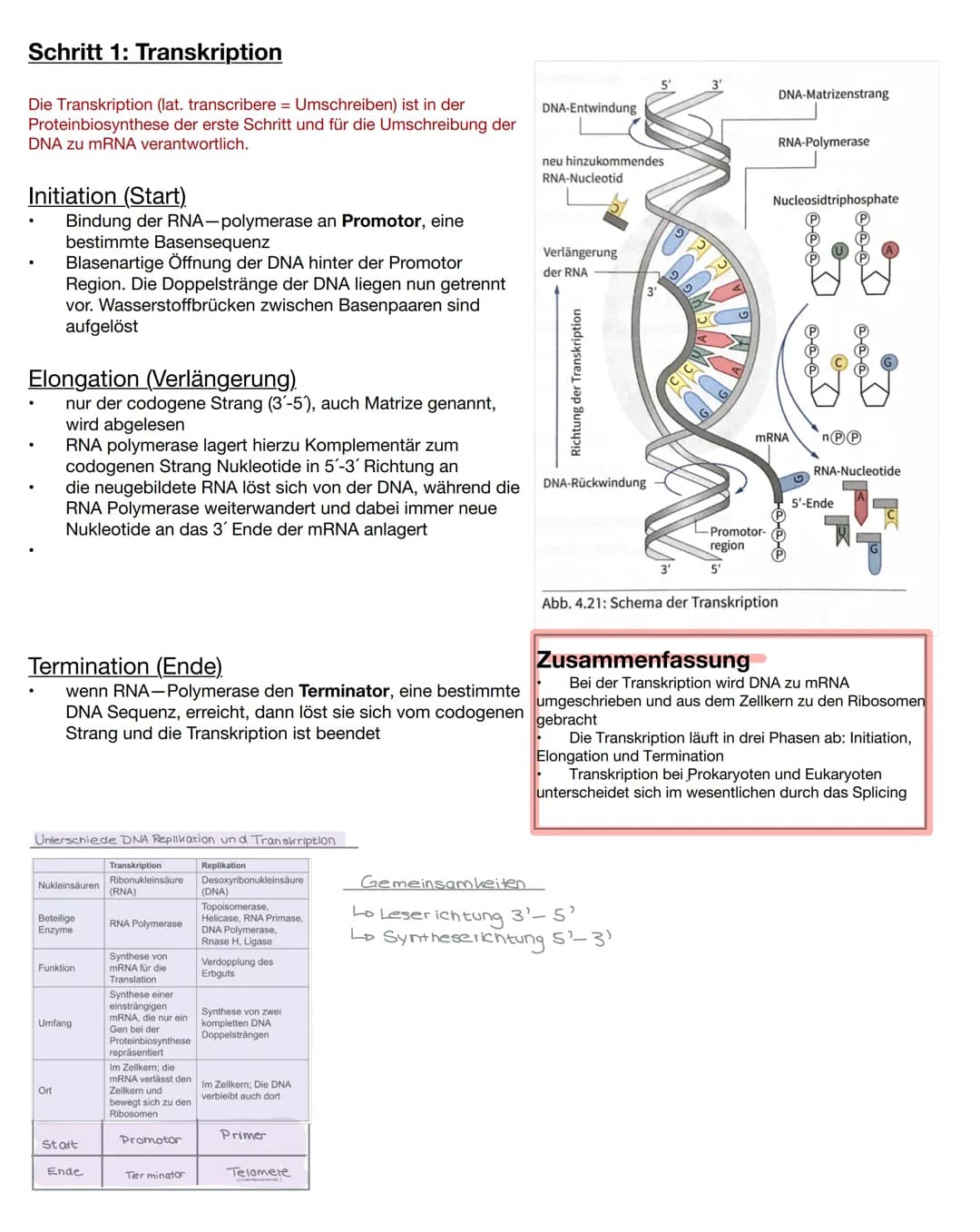DNA/DNS
Bestandteile der DNA
●
Einem Phosphatsäurerest
Zucker( Desoxyribose), Einem Monosaccharid
mit 5 C-Atomen (Pentose)
Einer organische 