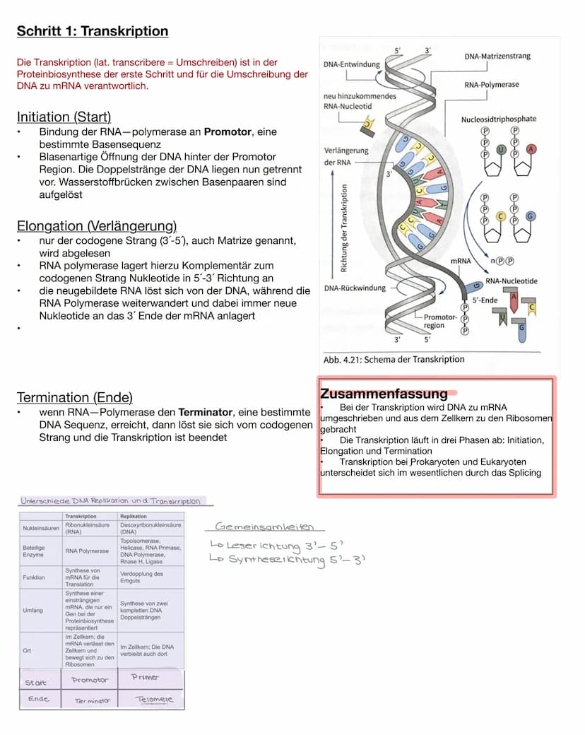 DNA/DNS
Bestandteile der DNA
●
Einem Phosphatsäurerest
Zucker( Desoxyribose), Einem Monosaccharid
mit 5 C-Atomen (Pentose)
Einer organische 