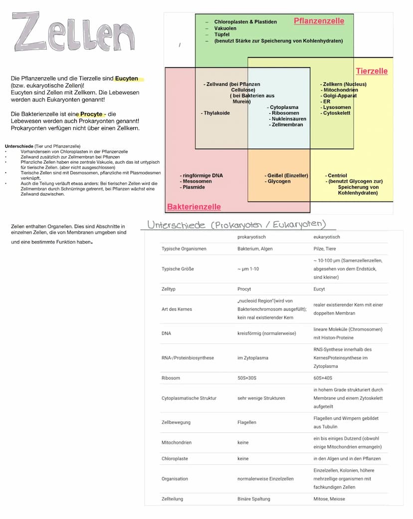 DNA/DNS
Bestandteile der DNA
●
Einem Phosphatsäurerest
Zucker( Desoxyribose), Einem Monosaccharid
mit 5 C-Atomen (Pentose)
Einer organische 