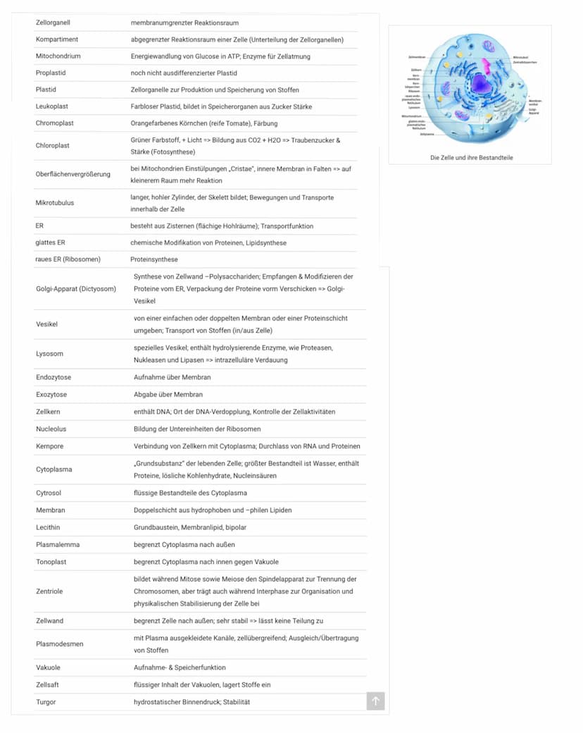 DNA/DNS
Bestandteile der DNA
●
Einem Phosphatsäurerest
Zucker( Desoxyribose), Einem Monosaccharid
mit 5 C-Atomen (Pentose)
Einer organische 