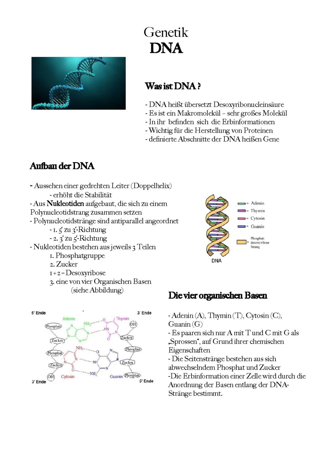 Einfach erklärt: DNA Aufbau und Funktion mit Skizzen