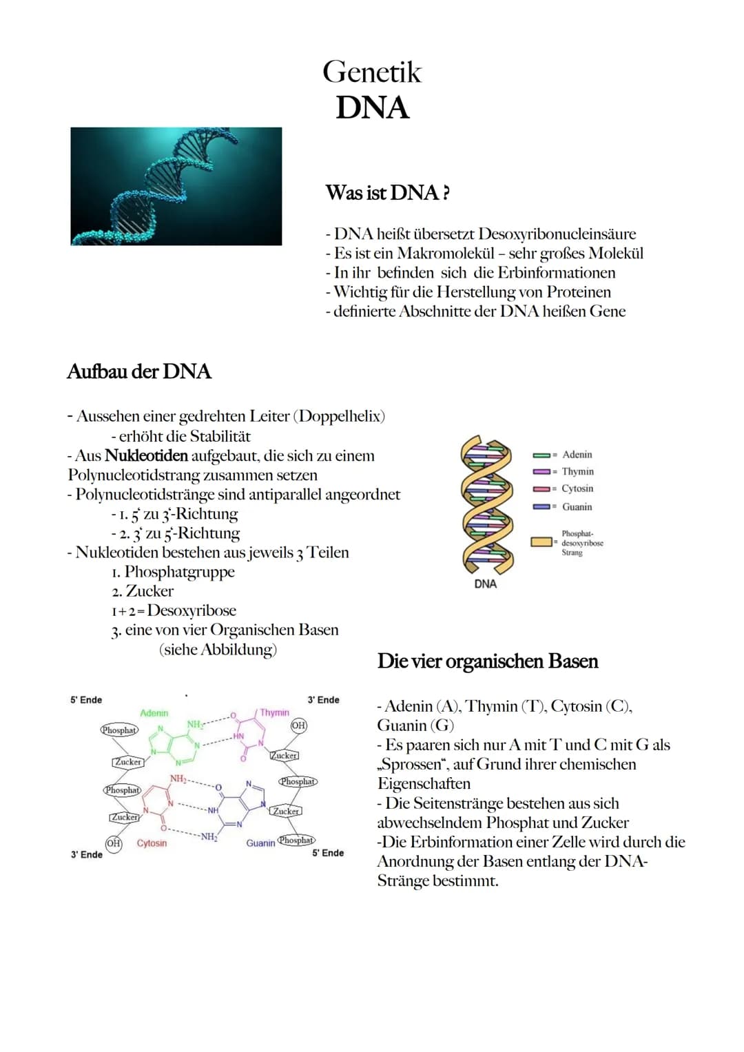 5' Ende
Aufbau der DNA
- Aussehen einer gedrehten Leiter (Doppelhelix)
- erhöht die Stabilität
- Aus Nukleotiden aufgebaut, die sich zu eine