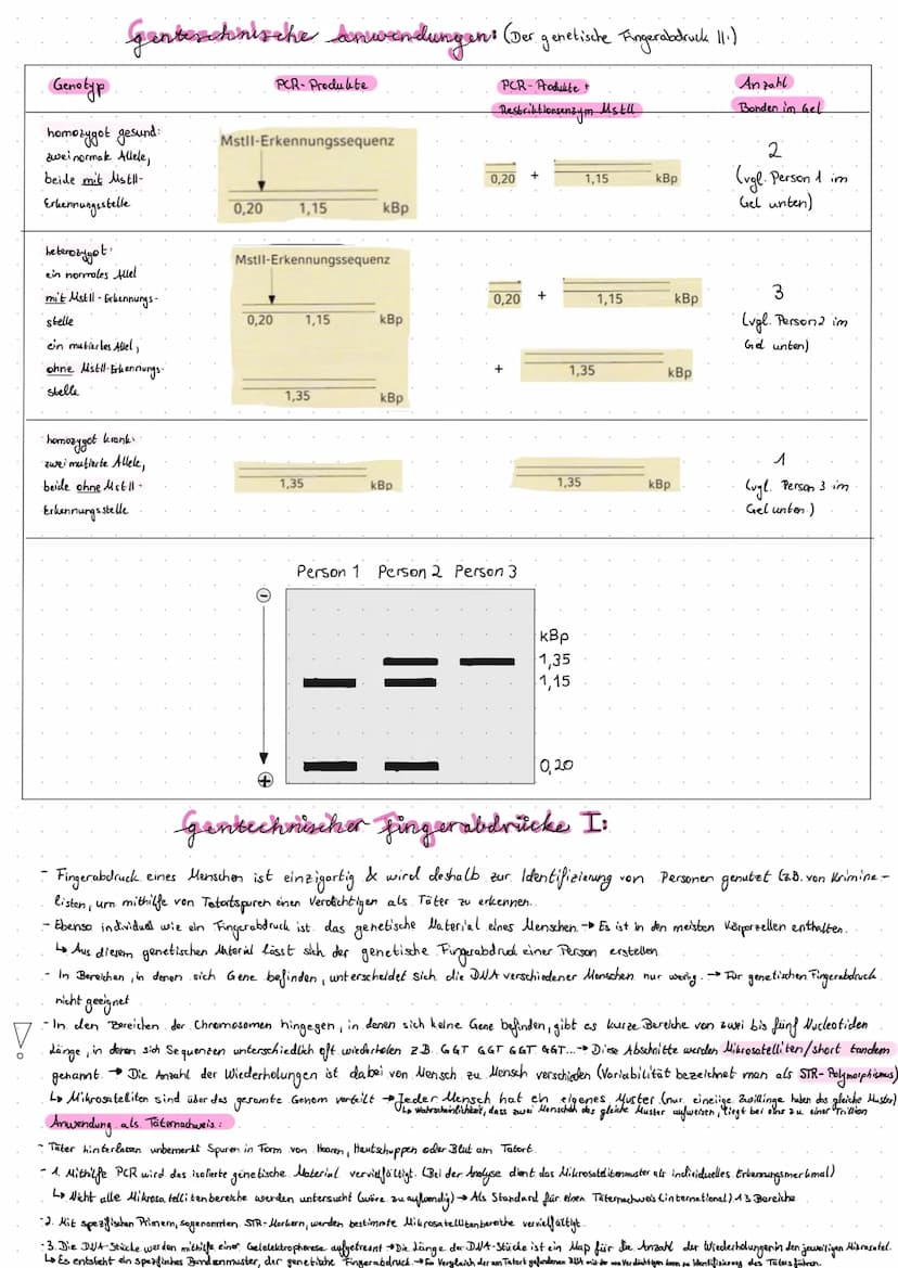 Restriktionsenzyme als mole bullar biologische Werkzeuge:
1.) Erklären Sie, was die Schere", der Kleber " & "klebrige. Enden." (sticky ends)