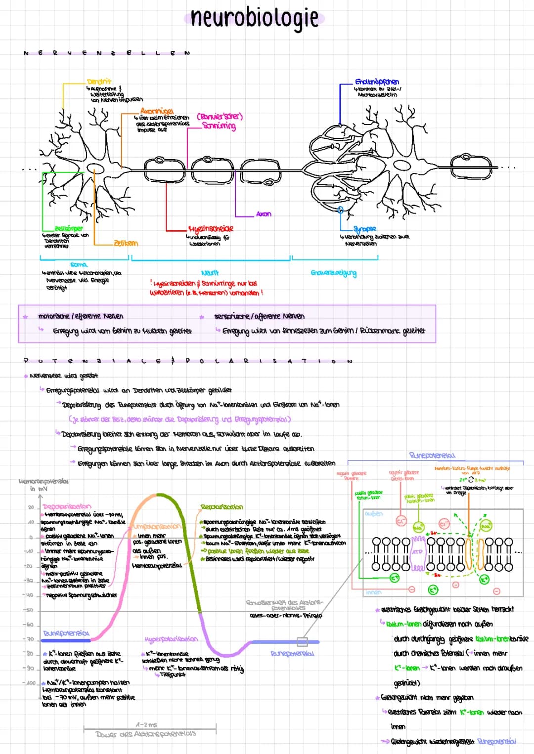 Neurobiologie: Nervenzelle Aufbau und Funktion, Synapse und Erregungsleitung einfach erklärt