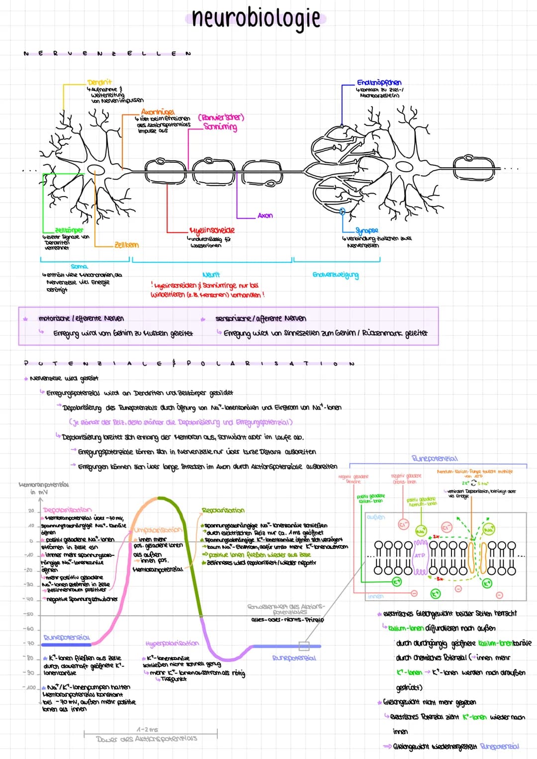 N
20
0
-10
-30
E
Memoran potensio
in mV
-40
B V
-50
-60
Denainten
verrechnet
70
zell körper
Gelektr Signale von
E
Depolarisation
Membranpote
