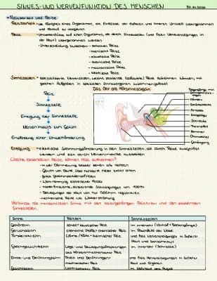 Know Sinnes- und Nervensystem des Menschen thumbnail