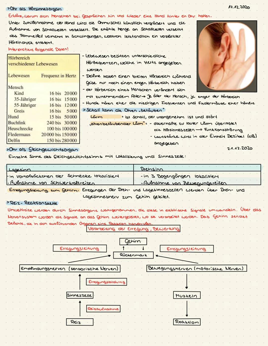 SINNES-UND NERVENFUNKTION DES MENSCHEN
>Reizbarkeit und Reize
Reizbarkeit = dlie Fähigkeit eines Organismen, clie Einflüsse der äußeren und 