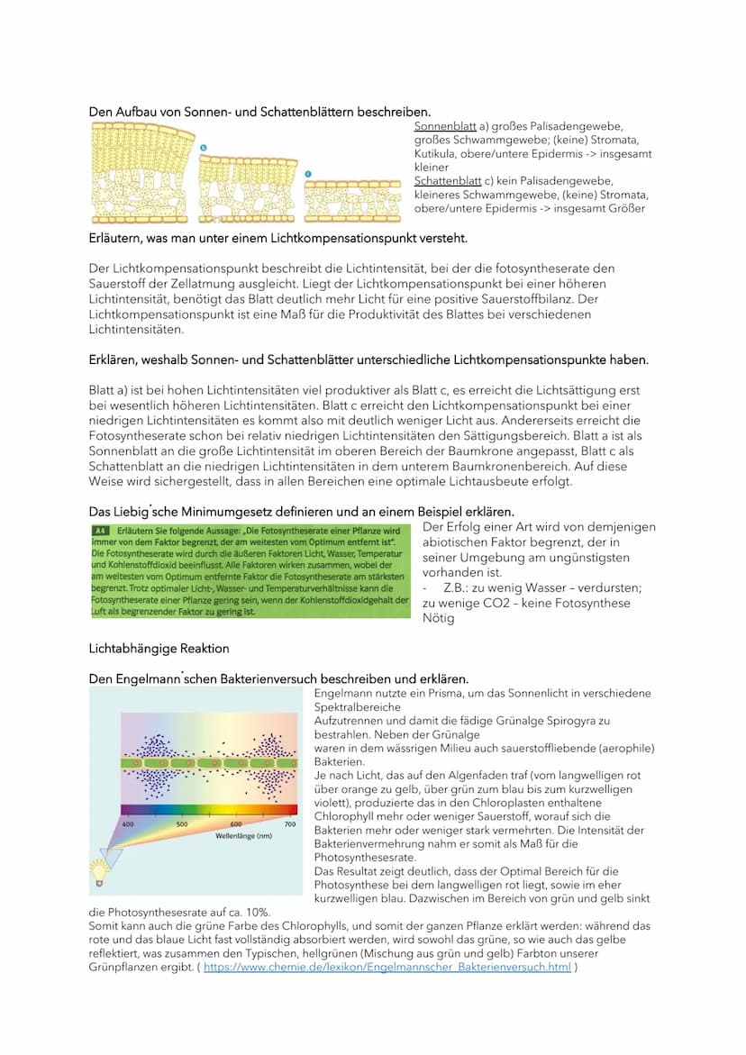 Blattaufbau, Chloroplasten-Aufbau
Den Aufbau eines Laubblattes beschriften und die jeweiligen Funktionen nennen.
Chloroplasten
6) Kutikula: 