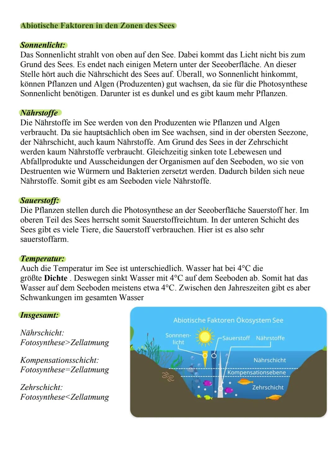 Was ist das Ökosystem See?
o Besteht aus vielen verschiedenen
Pflanzen und Tieren, die dort
zusammenleben (Biozönose)
o Unbelebter teil des 