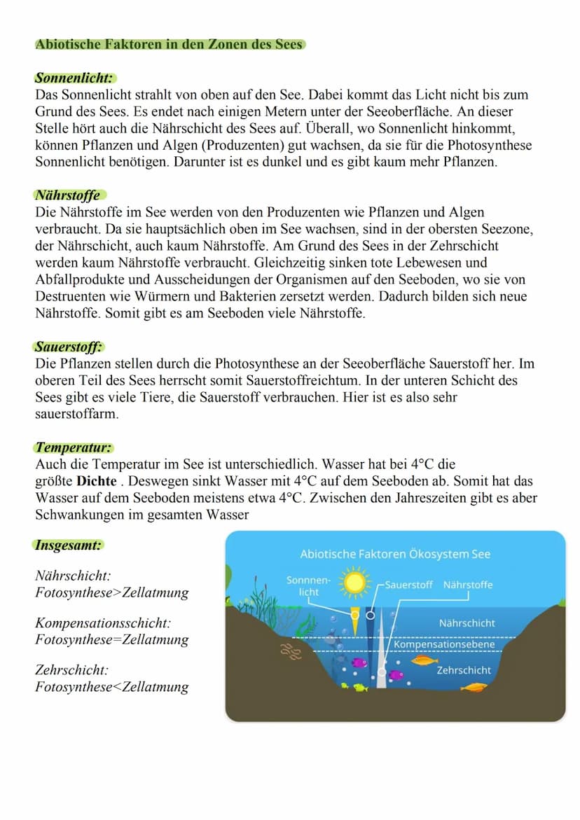 Was ist das Ökosystem See?
o Besteht aus vielen verschiedenen
Pflanzen und Tieren, die dort
zusammenleben (Biozönose)
o Unbelebter teil des 