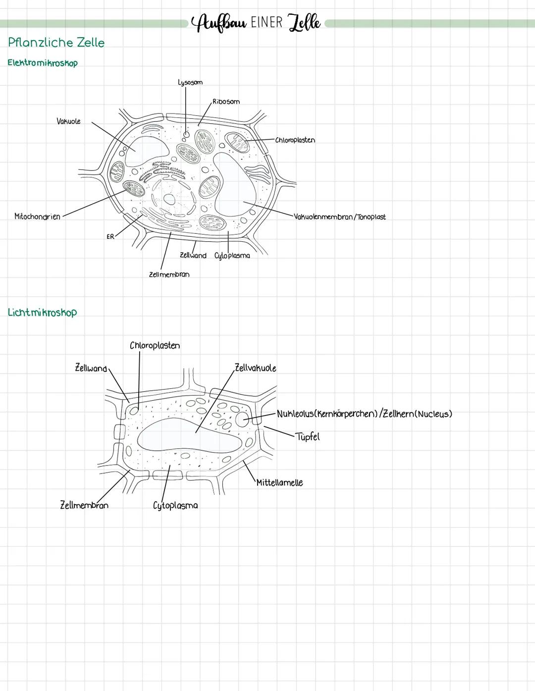 Aufbau Tierische und Pflanzliche Zelle (unter Licht- und Elektromikeoskop)