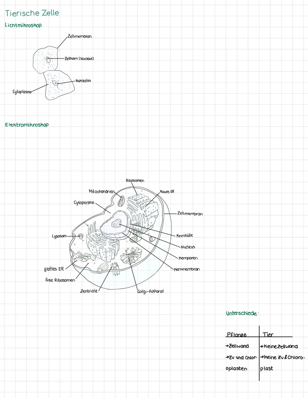 Pflanzliche Zelle
Elektromikroskop

Vakuole

Mitochondrien
ER
Licht mikroskop
Zellwand
10
Aufbau EINER Zelle

Lysosom
Ribosom
200
Zellwand C