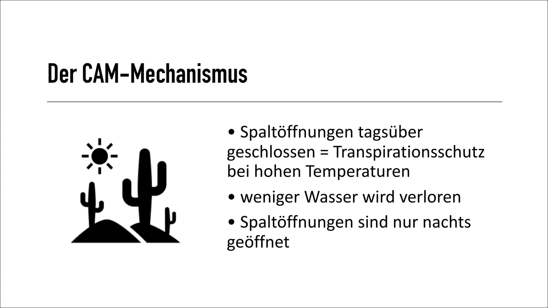 CAM-Pflanzen
von: Emma Sorgenfrei Gliederung
• Die Entdeckung
Wofür steht ,,CAM"?
• Was sind CAM-Pflanzen?
• Welche Pflanzen gehören zu den 