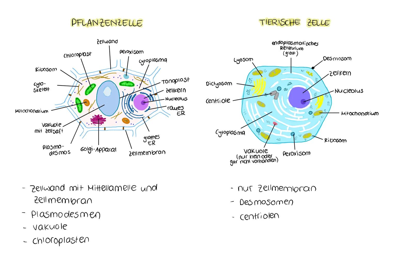 # PFLANZENZELLE

Zellwand

Chloroplast

Ribosom

cyto-
Skelett

peroxisom

Cytoplasma

Tonoplast

zellkern

Nucleolus

raues
ER

Mitochondri
