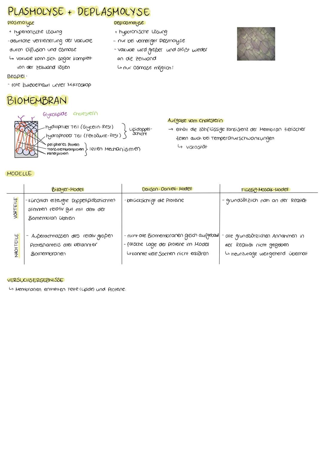 # PFLANZENZELLE

Zellwand

Chloroplast

Ribosom

cyto-
Skelett

peroxisom

Cytoplasma

Tonoplast

zellkern

Nucleolus

raues
ER

Mitochondri