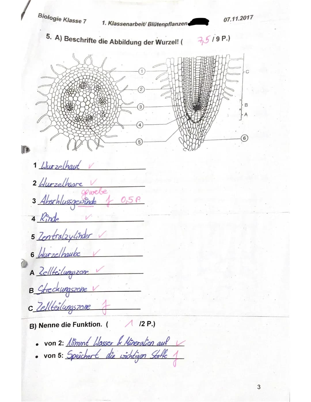 Biologie Klasse 7
f)
g)
e)
Name: Elisa
1. Nenne die Grundorgane einer Blütenpflanze von oben nach unten!
(22 P.)
Blüte, Sprossachse mit Blät
