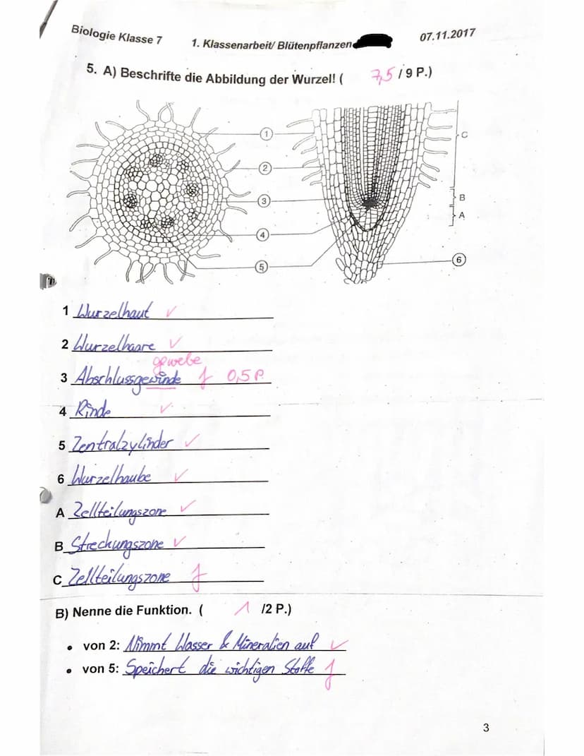 Biologie Klasse 7
f)
g)
e)
Name: Elisa
1. Nenne die Grundorgane einer Blütenpflanze von oben nach unten!
(22 P.)
Blüte, Sprossachse mit Blät