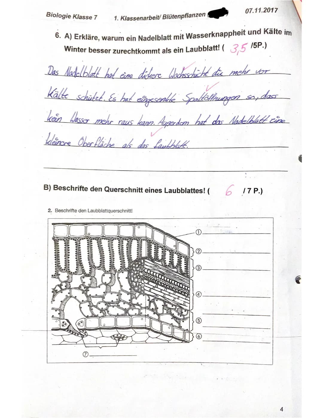 Biologie Klasse 7
f)
g)
e)
Name: Elisa
1. Nenne die Grundorgane einer Blütenpflanze von oben nach unten!
(22 P.)
Blüte, Sprossachse mit Blät