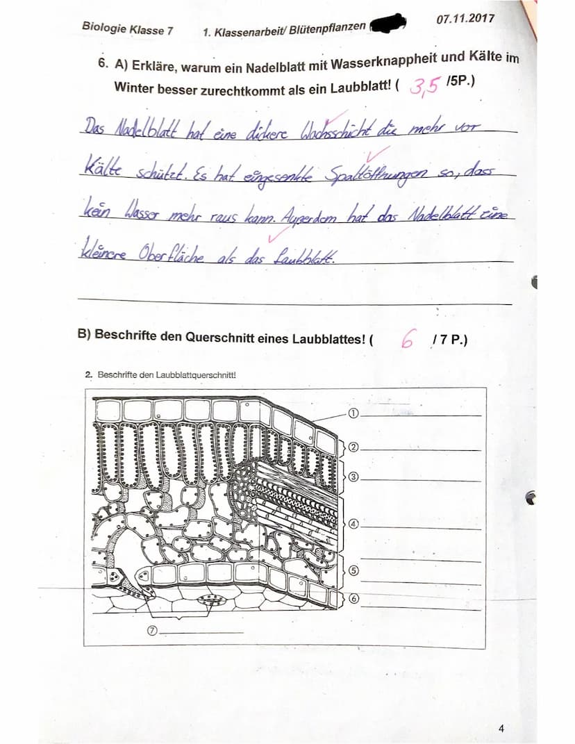 Biologie Klasse 7
f)
g)
e)
Name: Elisa
1. Nenne die Grundorgane einer Blütenpflanze von oben nach unten!
(22 P.)
Blüte, Sprossachse mit Blät