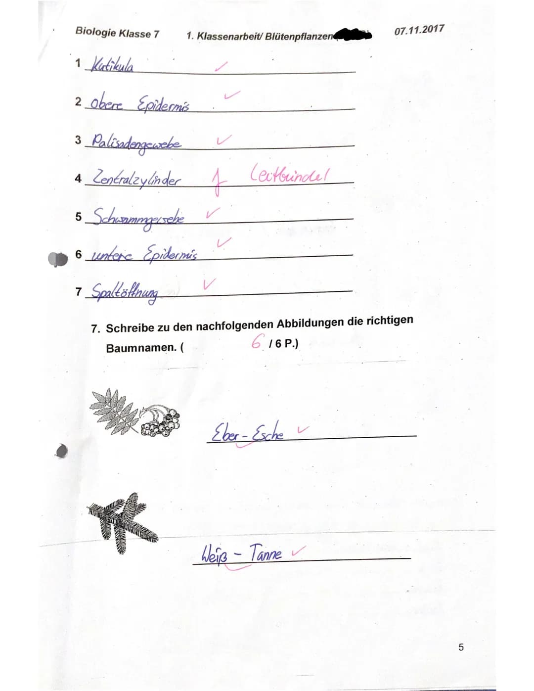 Biologie Klasse 7
f)
g)
e)
Name: Elisa
1. Nenne die Grundorgane einer Blütenpflanze von oben nach unten!
(22 P.)
Blüte, Sprossachse mit Blät