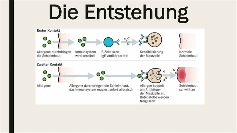 BIOLOGIE-ALLERGIE Gliederung
1. Was ist eine Allergie?
2. Wie entsteht eine Allergie?
3. Wie stelle ich eine Allergie fest?
4. Verschiedene 