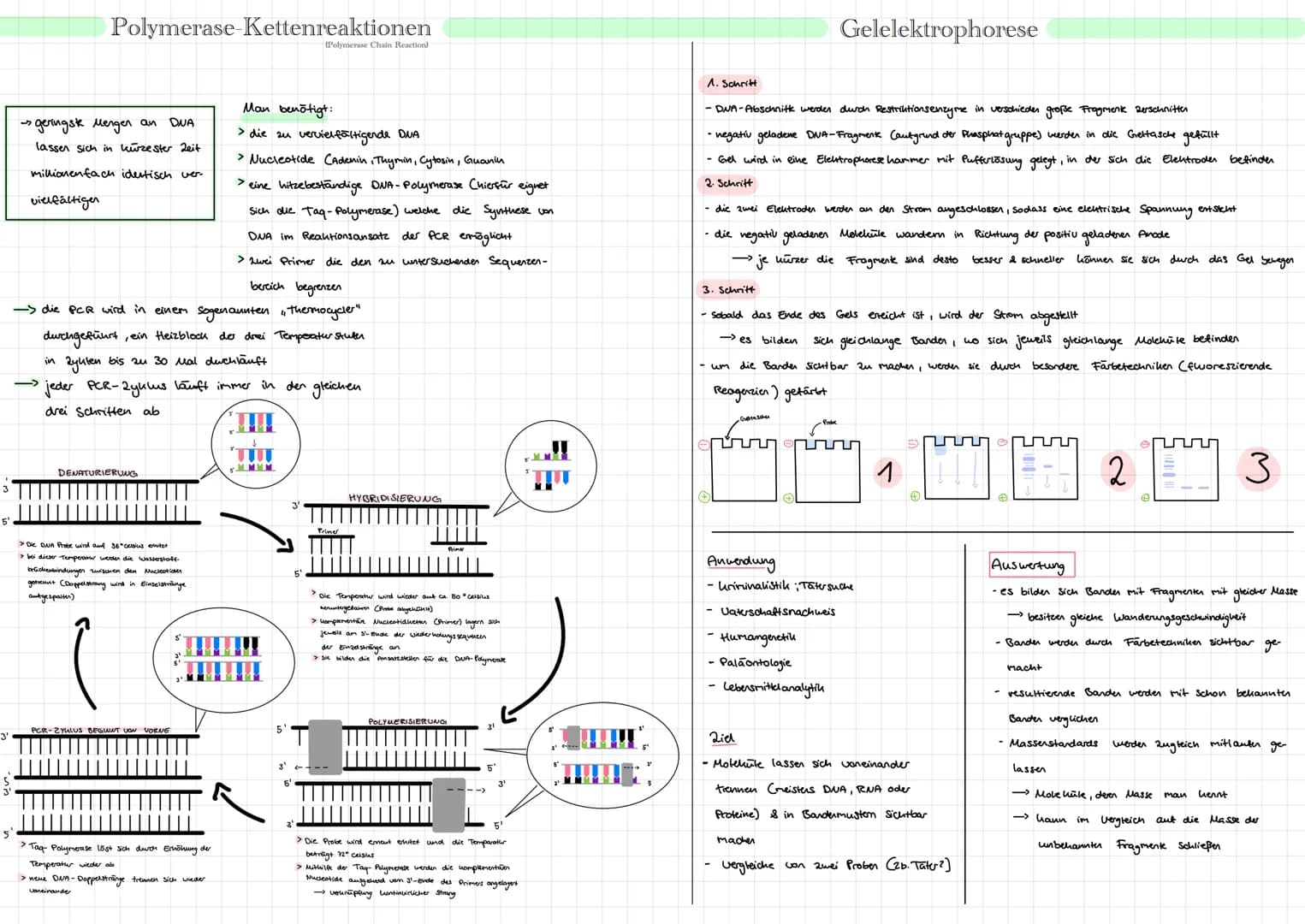 5'
Polymerase-Kettenreaktionen
> geringste Mengen an DUA
lassen sich in kürzester Zeit
millionenfach idetisch ver
vielfältigen
->>
-> die PC