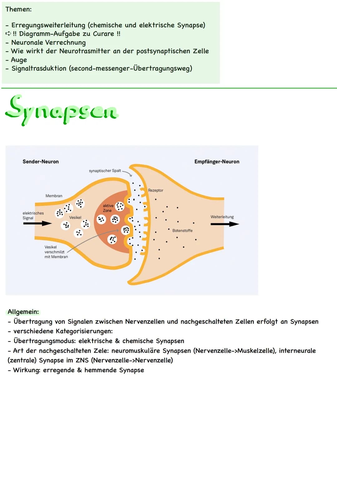 Themen:
Erregungsweiterleitung
➡!! Diagramm-Aufgabe
- Neuronale Verrechnung
- Wie wirkt der Neurotrasmitter an der postsynaptischen Zelle
- 