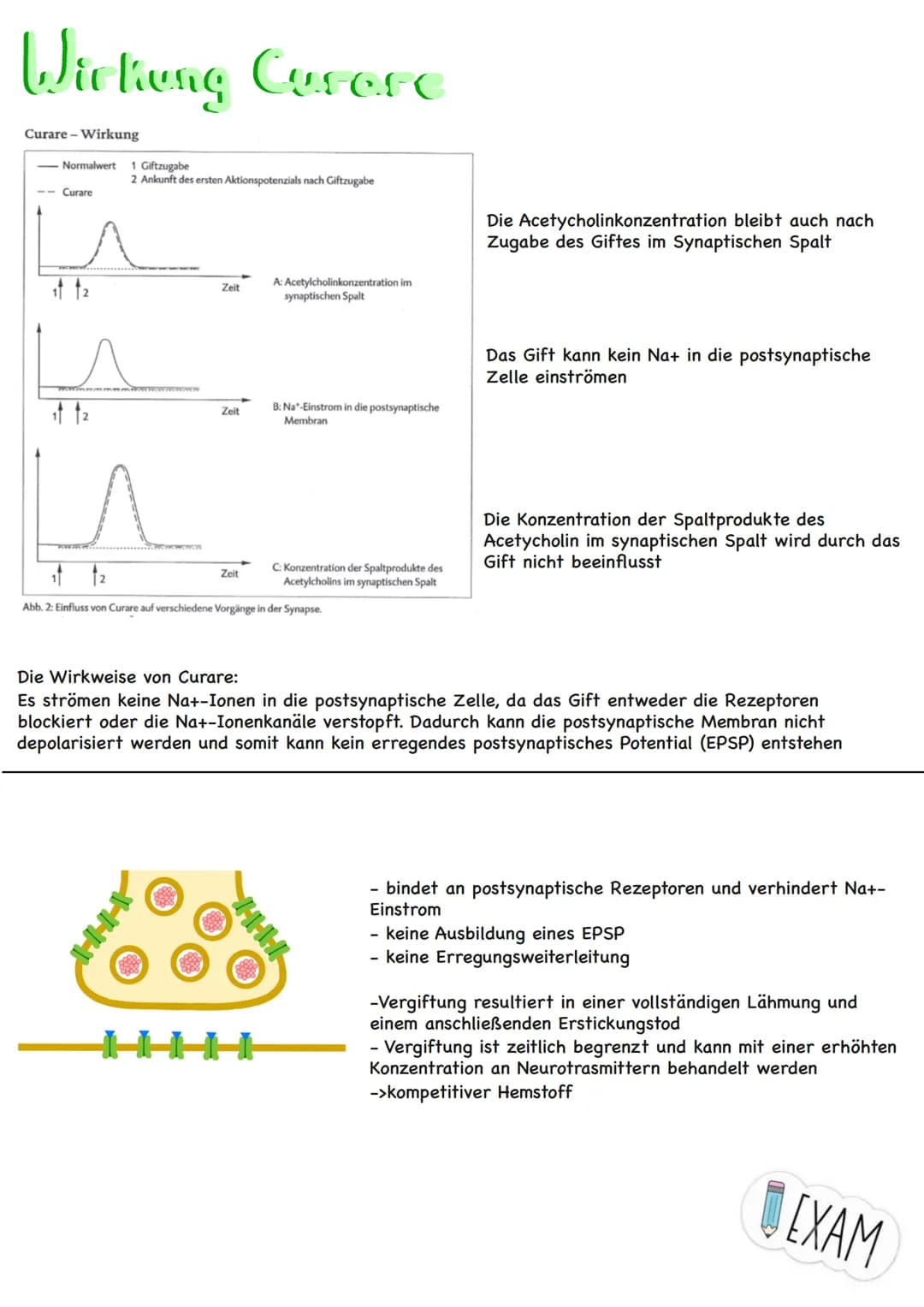 Themen:
Erregungsweiterleitung
➡!! Diagramm-Aufgabe
- Neuronale Verrechnung
- Wie wirkt der Neurotrasmitter an der postsynaptischen Zelle
- 