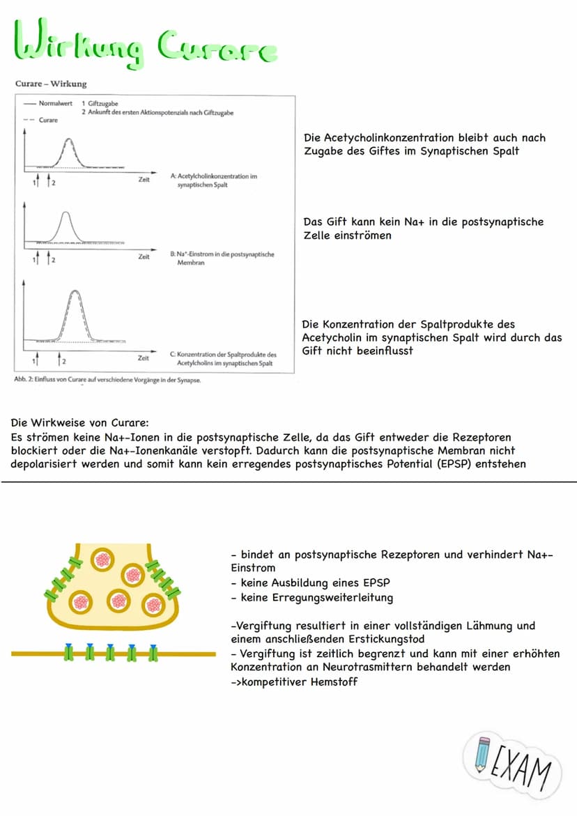 Themen:
Erregungsweiterleitung
➡!! Diagramm-Aufgabe
- Neuronale Verrechnung
- Wie wirkt der Neurotrasmitter an der postsynaptischen Zelle
- 