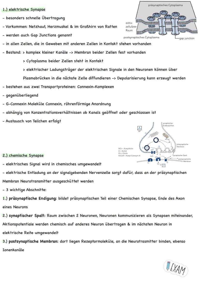 Themen:
Erregungsweiterleitung
➡!! Diagramm-Aufgabe
- Neuronale Verrechnung
- Wie wirkt der Neurotrasmitter an der postsynaptischen Zelle
- 