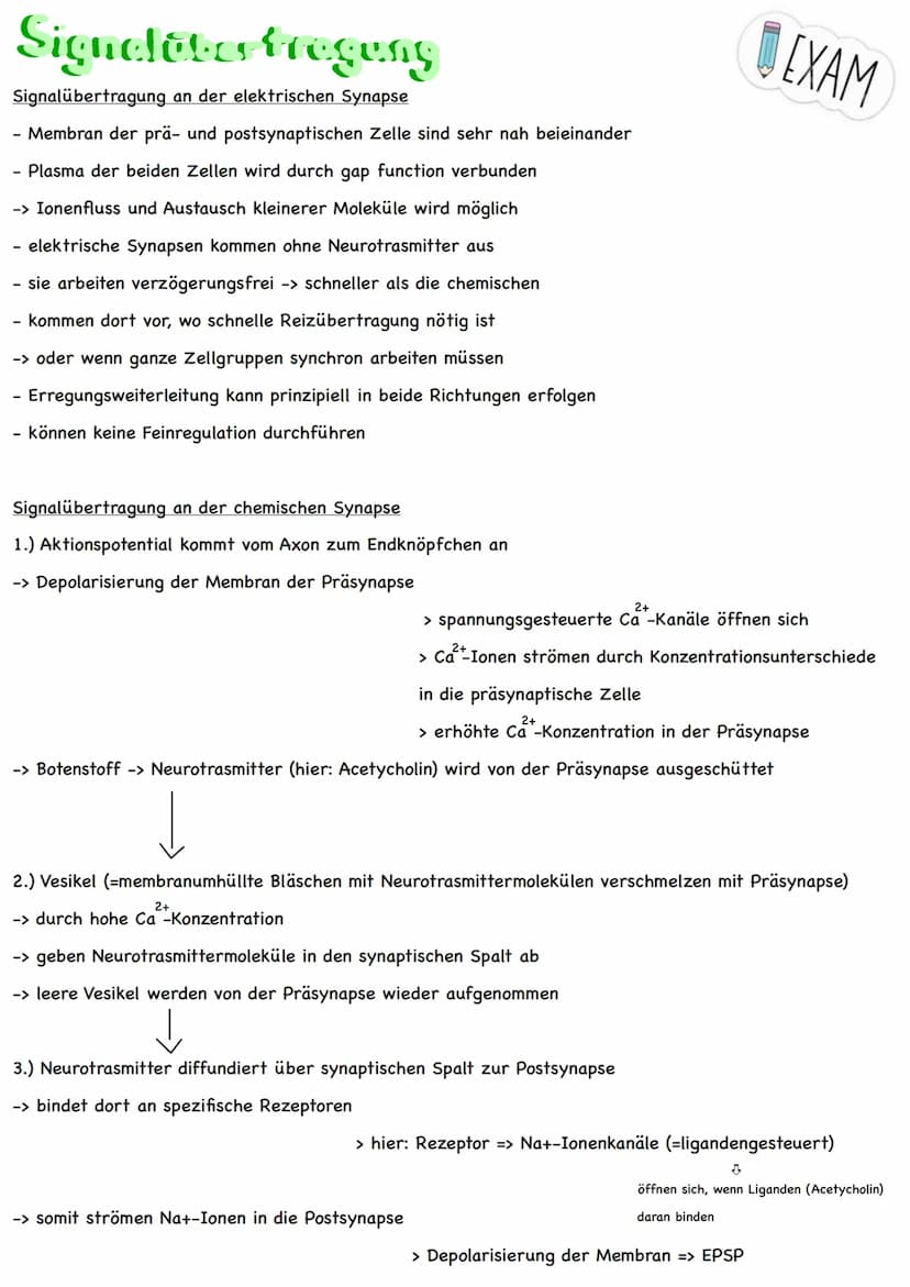 Themen:
Erregungsweiterleitung
➡!! Diagramm-Aufgabe
- Neuronale Verrechnung
- Wie wirkt der Neurotrasmitter an der postsynaptischen Zelle
- 