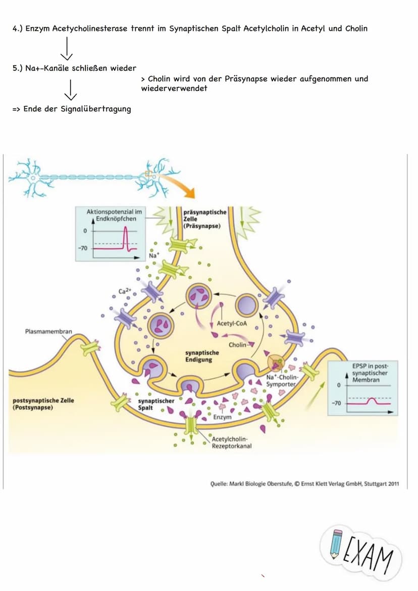 Themen:
Erregungsweiterleitung
➡!! Diagramm-Aufgabe
- Neuronale Verrechnung
- Wie wirkt der Neurotrasmitter an der postsynaptischen Zelle
- 