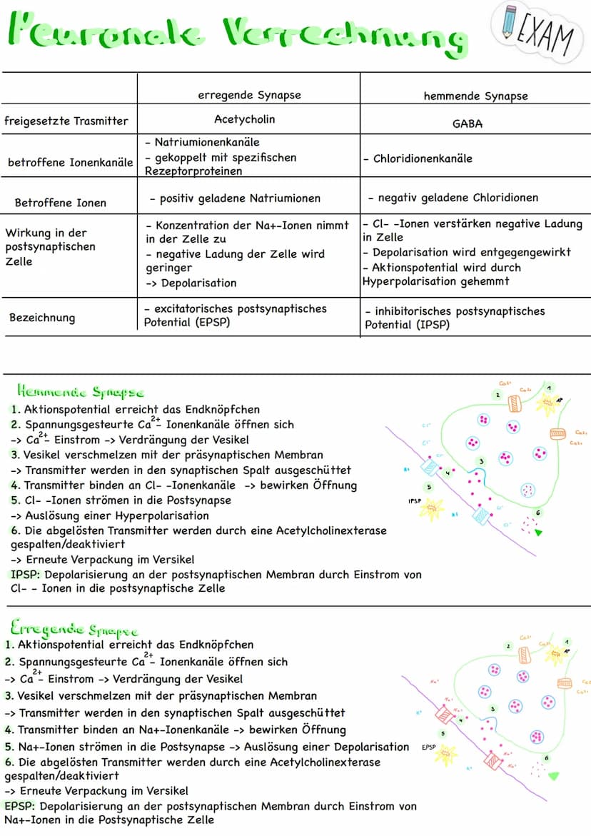 Themen:
Erregungsweiterleitung
➡!! Diagramm-Aufgabe
- Neuronale Verrechnung
- Wie wirkt der Neurotrasmitter an der postsynaptischen Zelle
- 