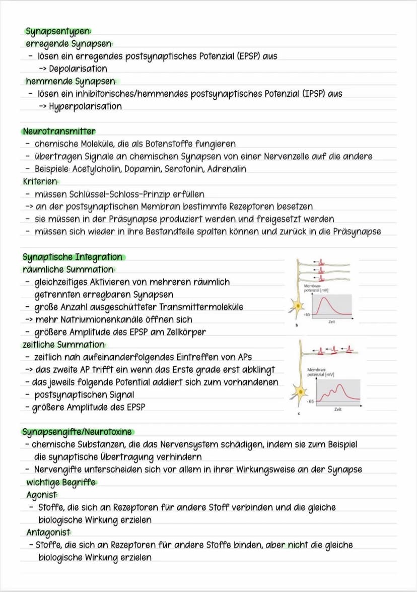 Themen:
Erregungsweiterleitung
➡!! Diagramm-Aufgabe
- Neuronale Verrechnung
- Wie wirkt der Neurotrasmitter an der postsynaptischen Zelle
- 