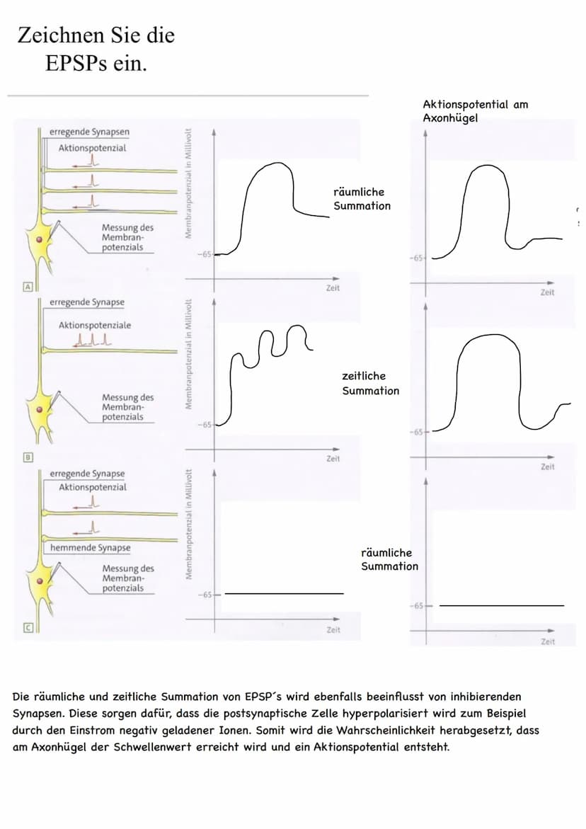 Themen:
Erregungsweiterleitung
➡!! Diagramm-Aufgabe
- Neuronale Verrechnung
- Wie wirkt der Neurotrasmitter an der postsynaptischen Zelle
- 