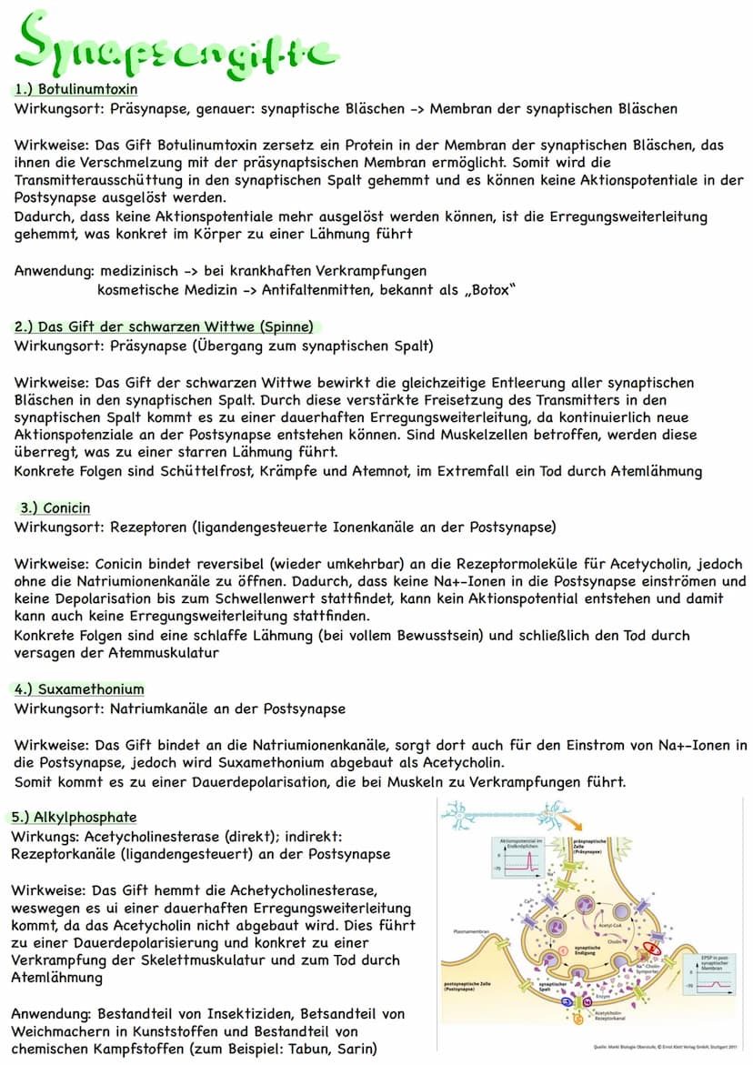 Themen:
Erregungsweiterleitung
➡!! Diagramm-Aufgabe
- Neuronale Verrechnung
- Wie wirkt der Neurotrasmitter an der postsynaptischen Zelle
- 