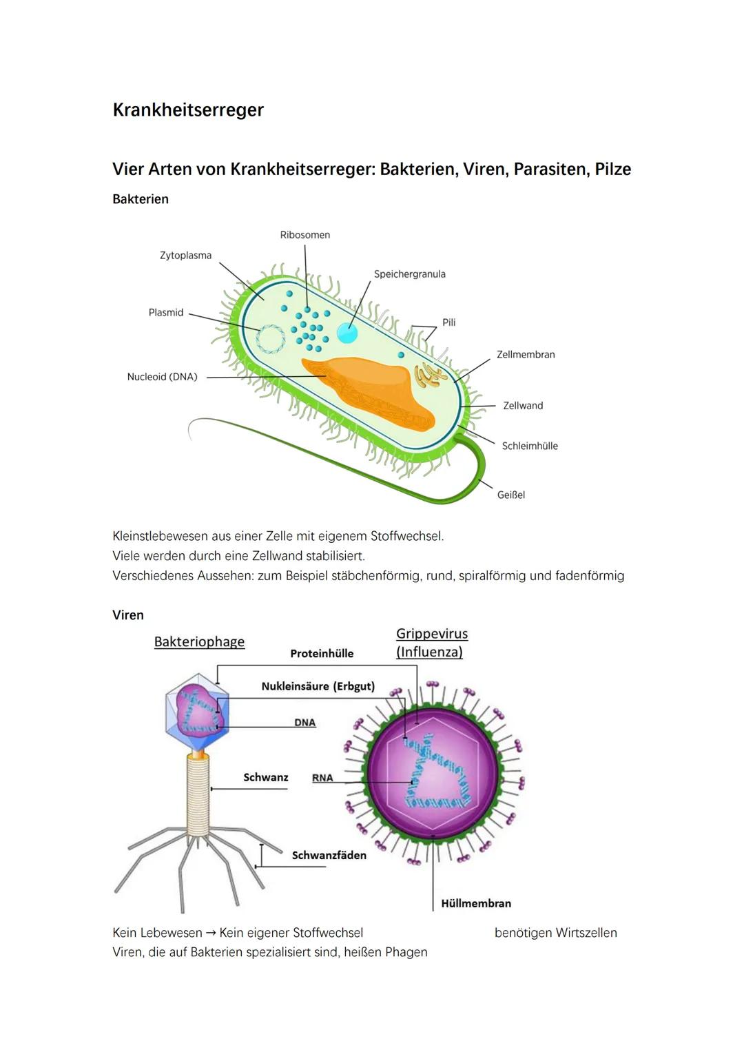 Krankheitserreger
Vier Arten von Krankheitserreger: Bakterien, Viren, Parasiten, Pilze
Bakterien
Zytoplasma
Plasmid
Nucleoid (DNA)
Viren
Rib
