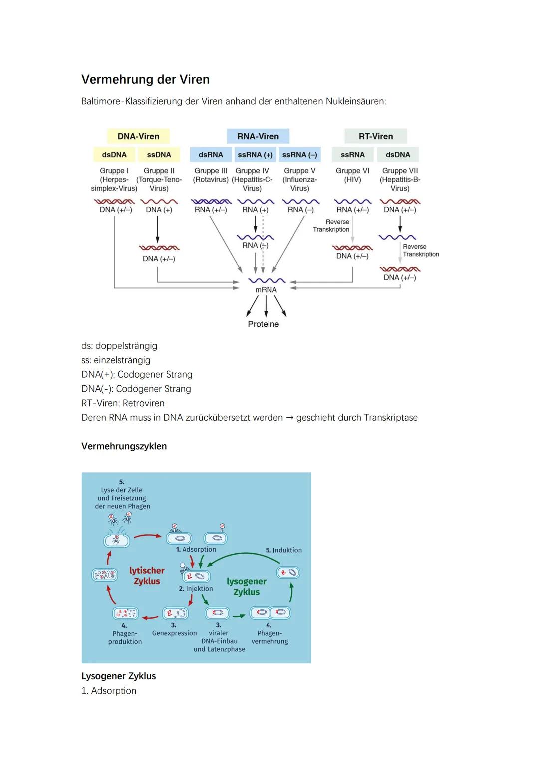 Krankheitserreger
Vier Arten von Krankheitserreger: Bakterien, Viren, Parasiten, Pilze
Bakterien
Zytoplasma
Plasmid
Nucleoid (DNA)
Viren
Rib