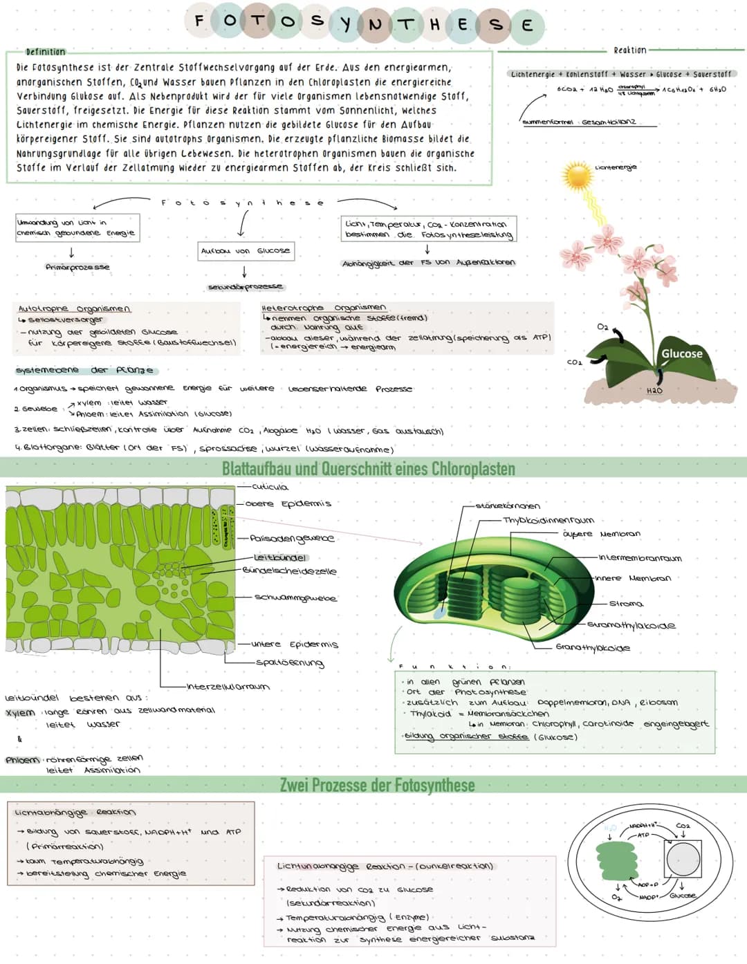 OSYNTHE
·Definition.
Die Fotosynthese ist der Zentrale Stoffwechselvorgang auf der Erde. Aus den energiearmen,
anorganischen Stoffen, CO₂ un