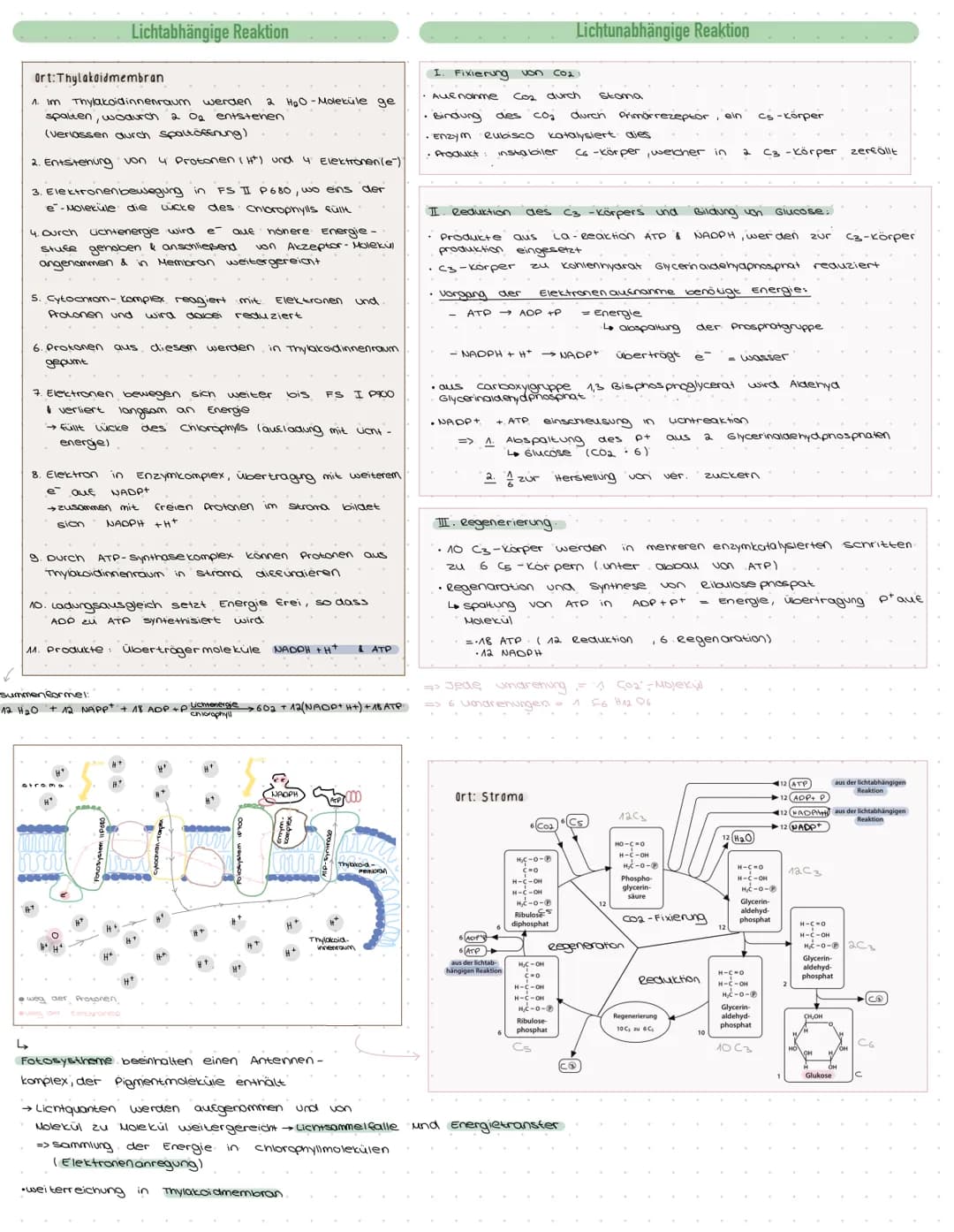 OSYNTHE
·Definition.
Die Fotosynthese ist der Zentrale Stoffwechselvorgang auf der Erde. Aus den energiearmen,
anorganischen Stoffen, CO₂ un